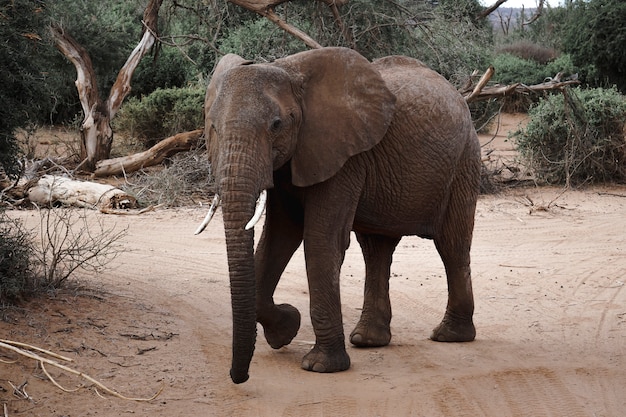 Afrikaanse olifant in een Keniaans natuurreservaat