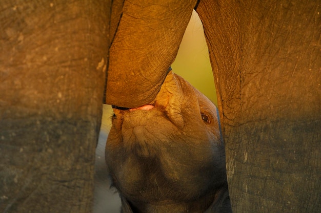 Afrikaanse olifant Loxodonta africana die zijn jongen verzorgt