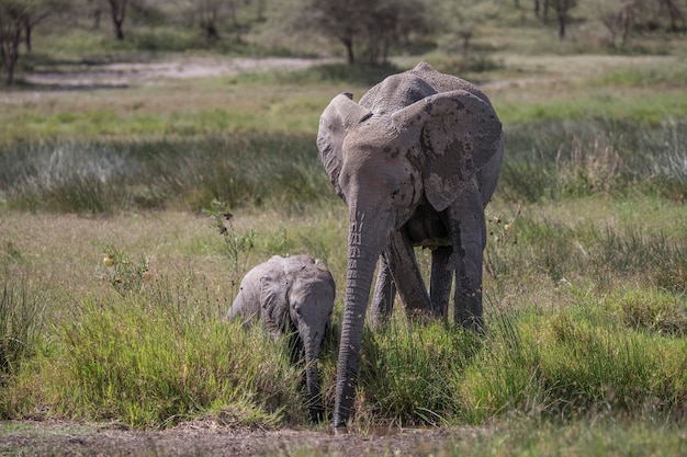 Afrikaanse olifant Loxodonta