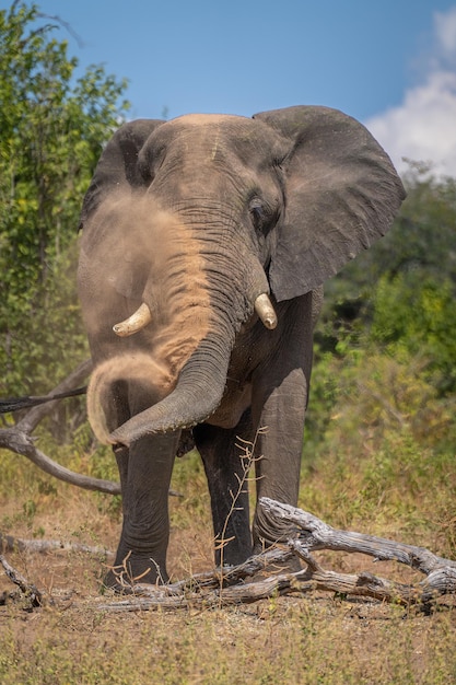 Foto afrikaanse olifant staat achter een boomstam en gooit stof