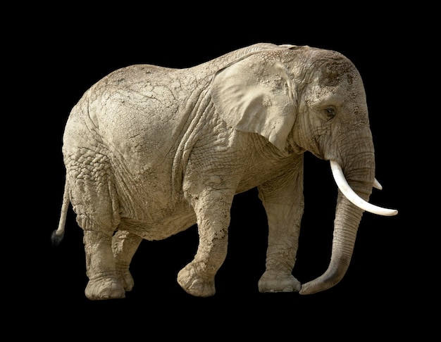 Afrikaanse olifant