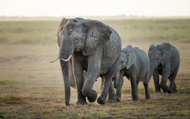 Afrikaanse olifanten kudde bij zonsopgang in Amboseli National Park, Kenia