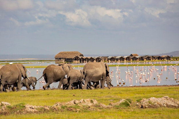 Afrikaanse olifanten kudde in Amboseli National Park Kenia