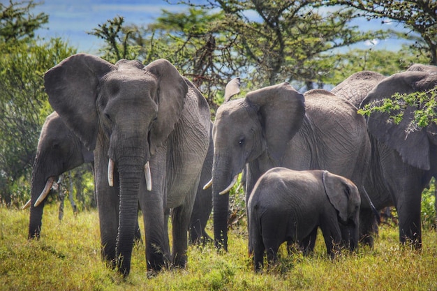 Afrikaanse olifanten staan op een grasveld