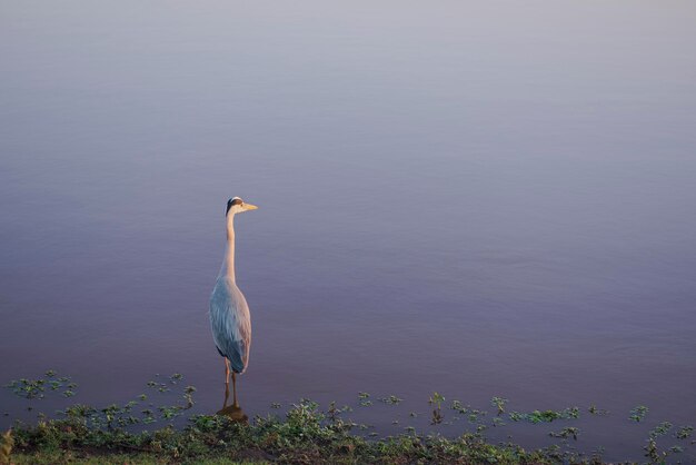 Afrikaanse ooievaar op het water