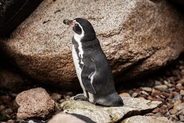 Afrikaanse pinguïn staat op de rotsen.