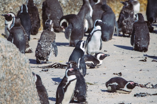 Afrikaanse pinguïnkolonie bij Keienstrand, Zuid-Afrika