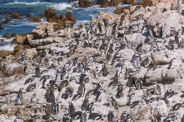 Afrikaanse pinguïnkolonie in Betty's baai, Zuid-Afrika