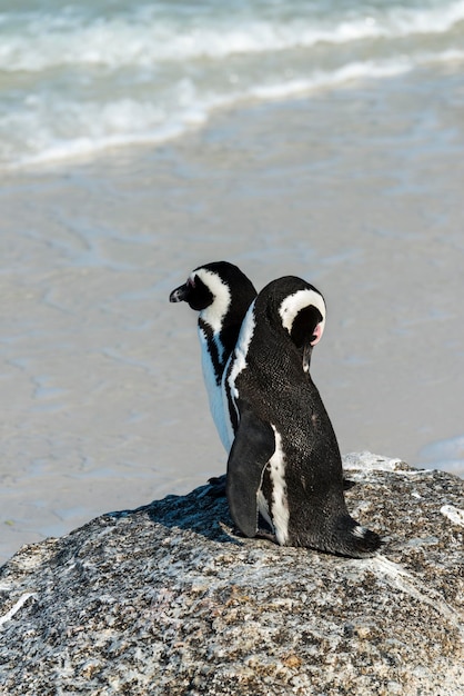 Afrikaanse pinguïns bij Boulders Beach