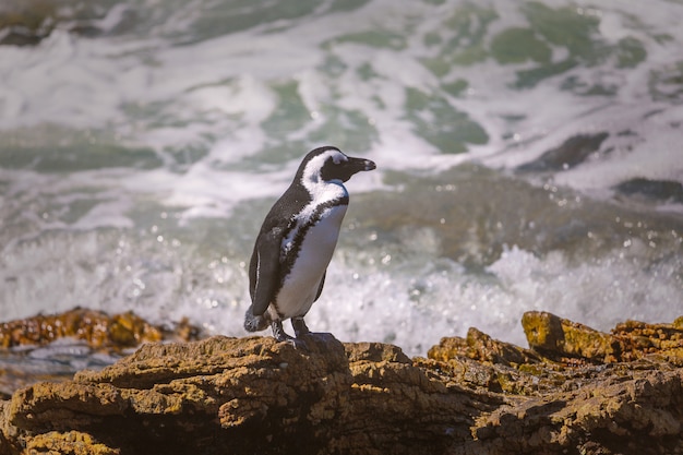 Afrikaanse pinguïns die op de rots bij betty's baai, zuid-afrika