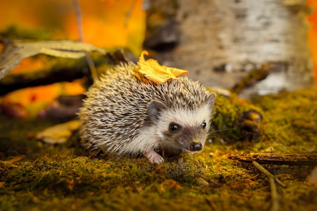 Afrikaanse pygmee-egel op groen mos. Herfst