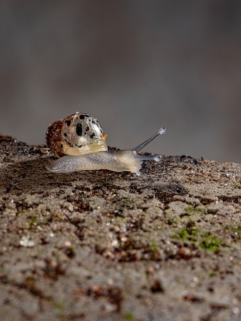 Afrikaanse reuzenslak van de soort Lissachatina fulica