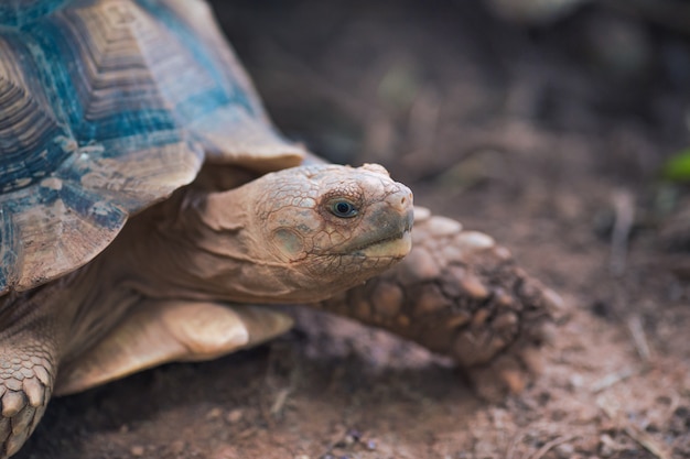 Afrikaanse spoorde schildpad (Geochelone sulcata)