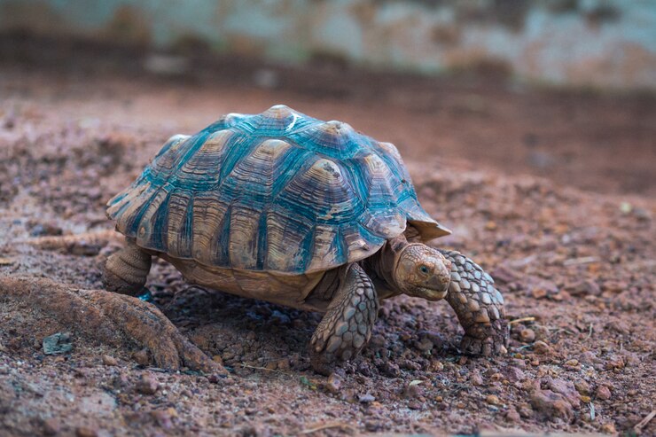 Afrikaanse spoorde schildpad (Geochelone sulcata)