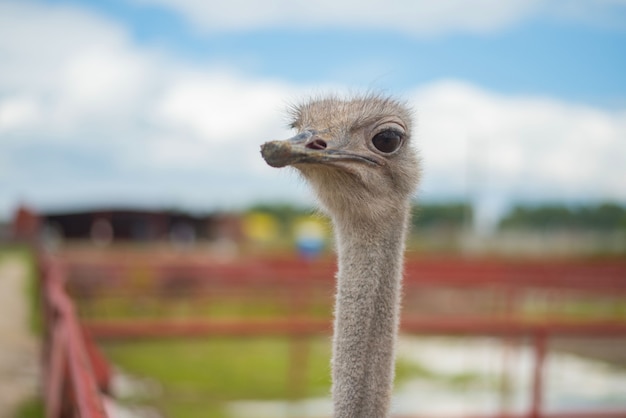 Afrikaanse struisvogel in de Russische struisvogelboerderij op de zomer