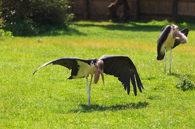 Afrikaanse vogels ooievaar maraboe in de zomer