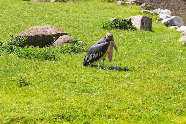 Afrikaanse vogels ooievaar maraboe in de zomer