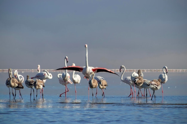 Afrikaanse vogels Zwerm roze Afrikaanse flamingo's die rond de blauwe lagune lopen op de achtergrond van een heldere hemel op een zonnige dag