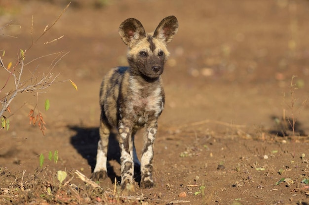 Afrikaanse wilde hond Lycaon pictus puppy Zimanga Game Reserve KwaZuluNatal Zuid-Afrika Stock Photo