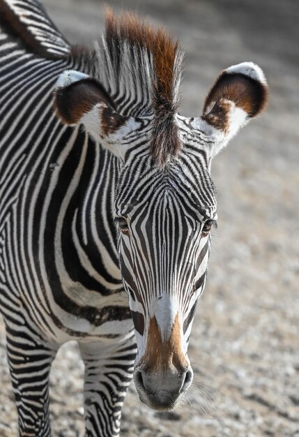 Foto afrikaanse zebra op een warme dag