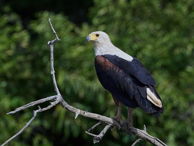 Afrikaanse zeearend Haliaeetus vocifer