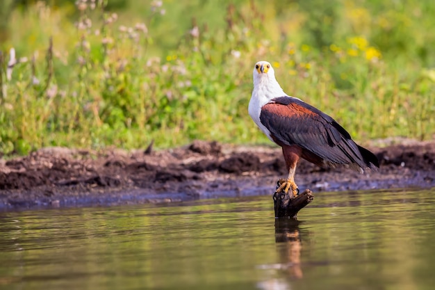 Afrikaanse zeearend. Naivasha-meer.