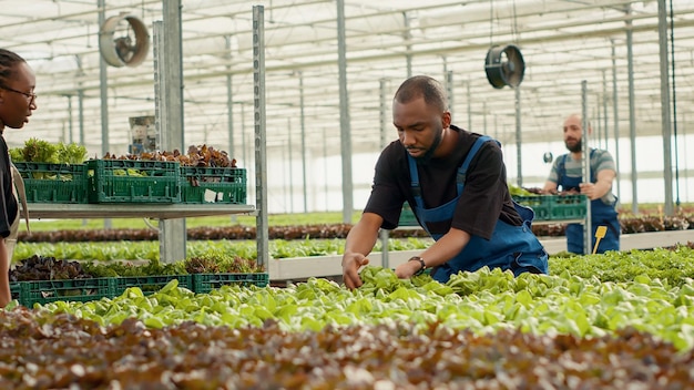 Afro-Amerikaanse bio-landbouwarbeider die groene sla verzamelt die klaar is voor levering op rek met kratten die door een vrouw in de kas worden geduwd. Groentenplukker die biologische planten oogst die zonder pesticiden zijn gekweekt.