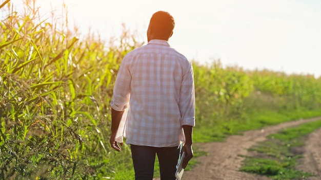 Afro-Amerikaanse man loopt langs maïs en kijkt naar plantage