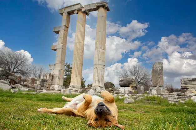 Afrodisias Ancient city Aphrodisias and dog The common name of many ancient cities dedicated to the goddess Aphrodite The most famous of cities called Aphrodisias Karacasu Aydin TURKEY