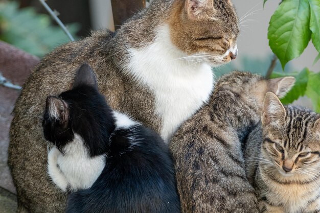 Foto afstandsbediening van een kitten in witte kleur