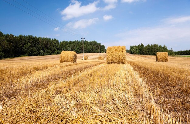 After harvesting cereal