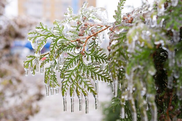 氷雨の後、木々は氷の地殻で覆われています。透明な氷の中の植物。