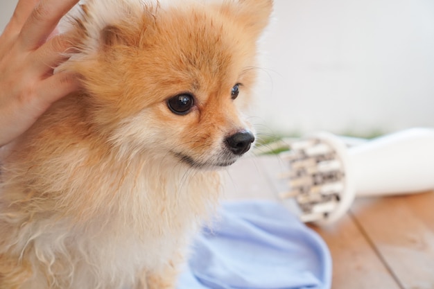 After pet Shower, pomeranian or small dog breed looking on something