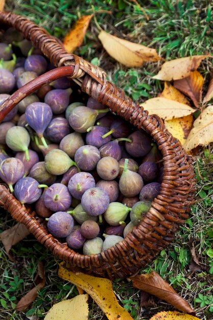 After picking autumn figs in the garden