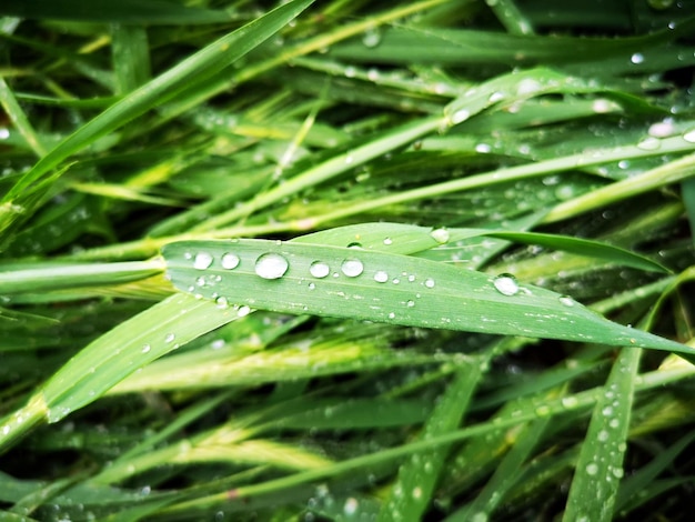 After the rain Dew drops on the grass Green background for wallpaper printing