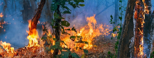 Foto dopo che il disastro dell'incendio della foresta pluviale sta bruciando causato dall'uomo