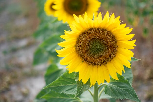 After retirement, a sunflower blooms on the private patio of some retirees.