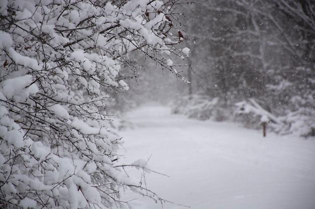 After winter snowstorm Snowy road and trees covered with fresh snow Beautiful winter scene