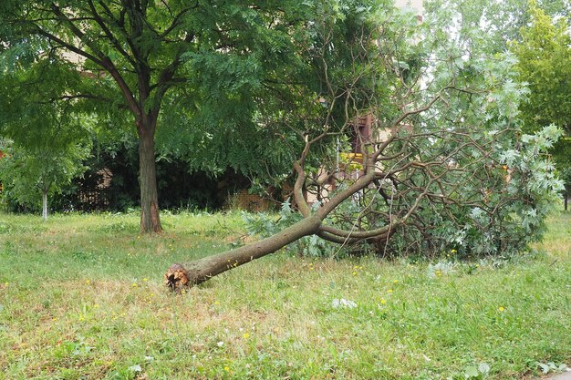 Aftermath of the hurricane July 19 2023 Sremska Mitrovica Serbia Broken trees mess on the streets Broken branches bent trunks Chips and trash State of emergency after a catastrophic storm