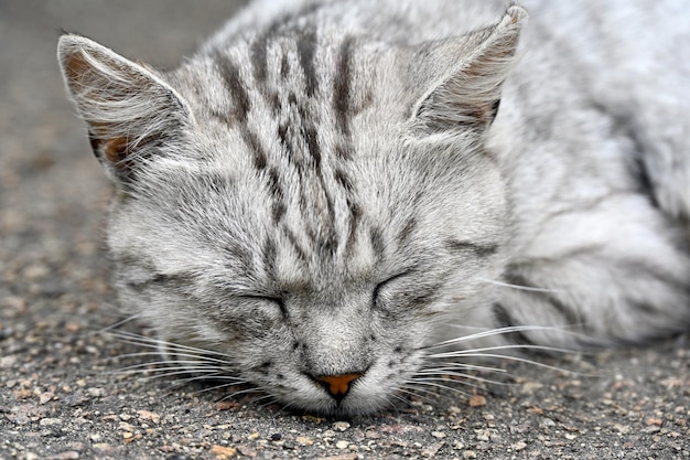 Afternoon nap of a yard cat