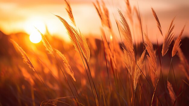 Afternoon Unfolds Swaying Field of Tall Grass Nature39s Dance