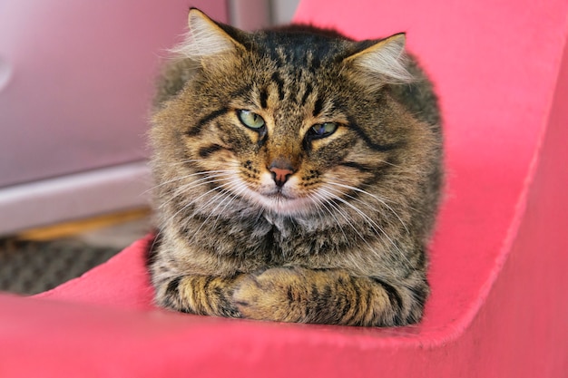 Afwijkende kat met strabismus