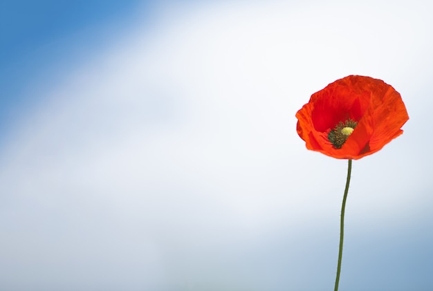 Photo against the blue sky with white clouds is a lone red poppy flower on the right side ñopy space on left side  horizontal  position