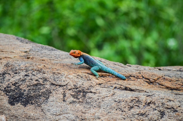 Agama agama Linnaeus Afrikaanse hagedis koesterend op een steen in de Tsavo Oost-Kenia Afrika