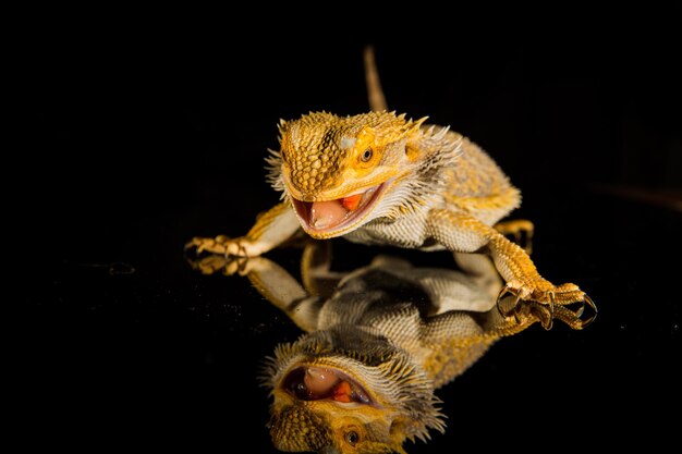 Agama baardagaam reptiel op zwarte achtergrond