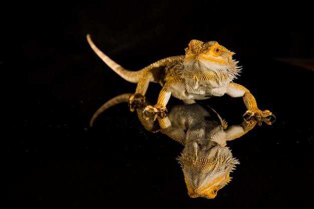 黒い背景にアガマヒゲトカゲの爬虫類