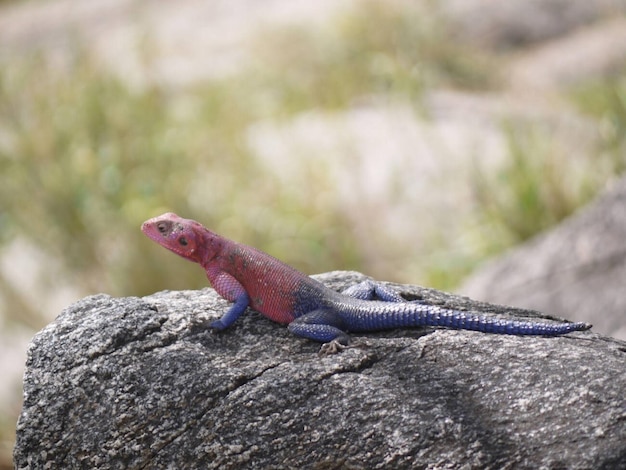 agama hagedis roze blauwe kleur veranderende zon baden rots reptiel nog steeds zonnebaden afrika tanza