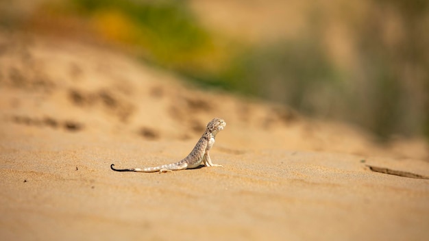 Agama lizard in in the central asian desert