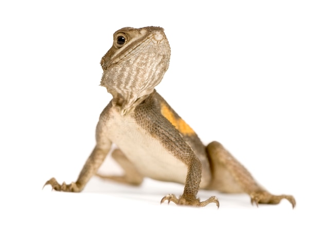 Agama lizard isolated