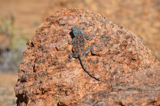 Foto agama sdraiata al sole